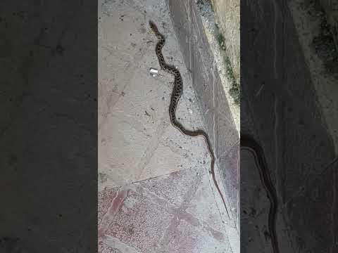 🐍घर में घुसा कोबरा सांप 😳| cobra Snake | #shorts #shortfeed #viral #ytshorts