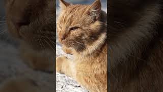 The Important Facts About the Cleo Breeds