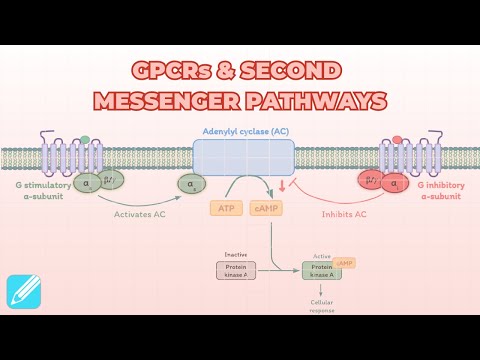 G-Protein Coupled Receptors (GPCRs) & Second Messenger Systems | Pharmacology