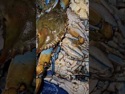 Maryland crabs, crab meal, composting, true recycling, natural law, free nationals
