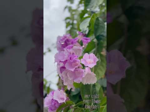 Grey Clouds Purple Flowers Rainy Days ☔️🪻🌂 #hyderabad #rain #weather #peace #purple #raining