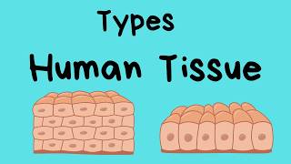 Types of Human Body Tissue