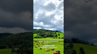 ขอเยียวยาด้วยหัวใจ #เพลงเพราะ #music #เพลงชิลๆ #cover #songnature991 #song #coversong #remix #quotes