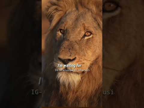 tiger attitude status 🔥/attitude vedeo