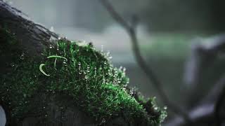 Relaxing Rain. Study. Relax. Meditate. Rain Vibes Only!