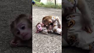 Baby monkey smile #virtualart #techcreatives #artificialimagination #digitalcreation #machinelearnin