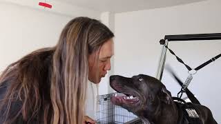 Welcome to Active K9 Training Solutions