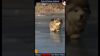 Let's go for a walk | Cute Animal #Shorts