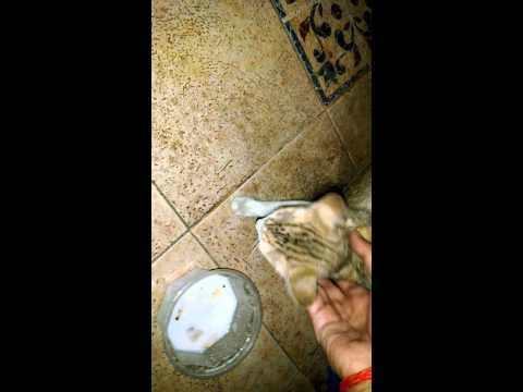 Cat video | Dated 15 July