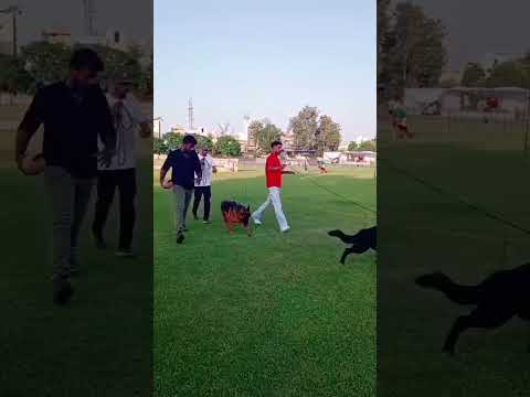 Dog show🐕‍🦺🐕‍🦺 #jarmanshephard #dog #dogshorts #viralshort #viral_video