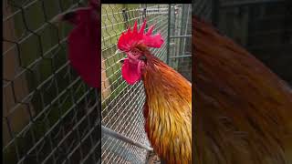 Funny Roosters Crowing And Laughing Compilation | try not to laugh