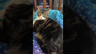 common mistakes with cats #understandingcats #kitten #catproblems #catslogic #pets #adoptdontshop