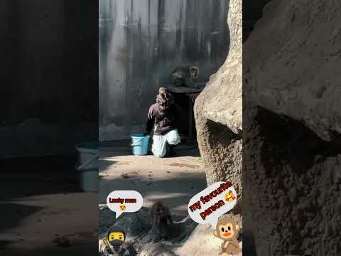 punch kun's favorite person😍||#punchkun #emtionalstory #monkey #funny #love #shortvideo #shortclip