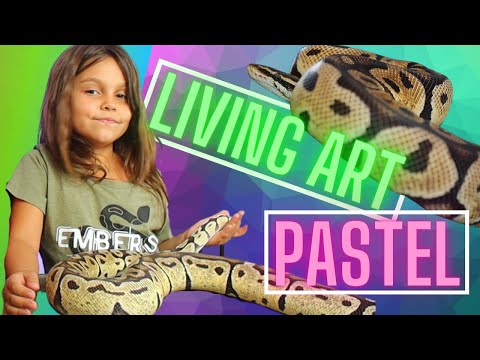 Pastel Ball Python // Living Art with Ember