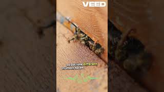 Unveiling Bee Brains  Face Recognition Marvel