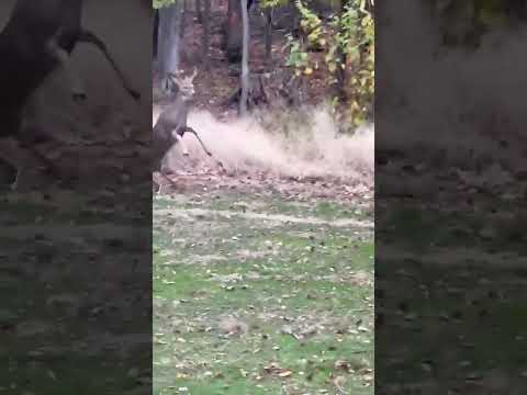 12 year-old's First Deer Harvest - Beautiful buck! #hunting #whitetail #huntingny #buck #youthhunt