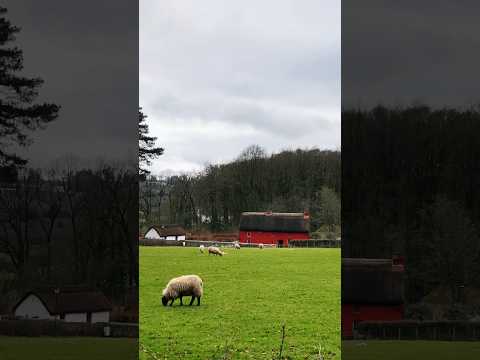 #southwales #wales #uk #nature #farming #museum #city #sheep #farmfood #organic #fall #winter #tree