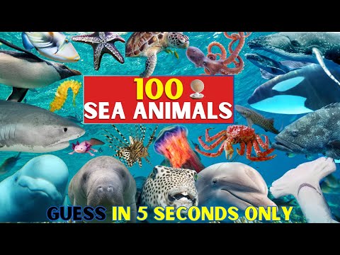Guess 100 Ocean Animals | Underwater Quiz Challenge!