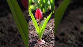 #TulipBloom #SpringVibes #FlowerFacts