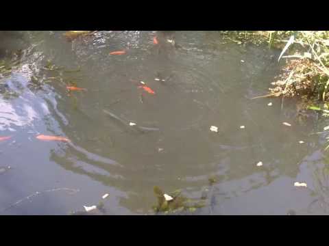 Le me feeding the fish, Itadakimasu