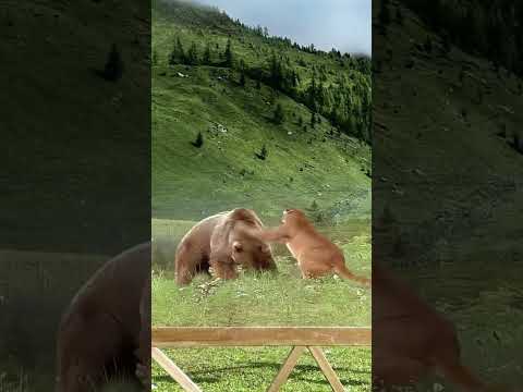Comprehensive Bear vs. Lion  Wild Animal Zero Distance  Animal Combat Power Competition
