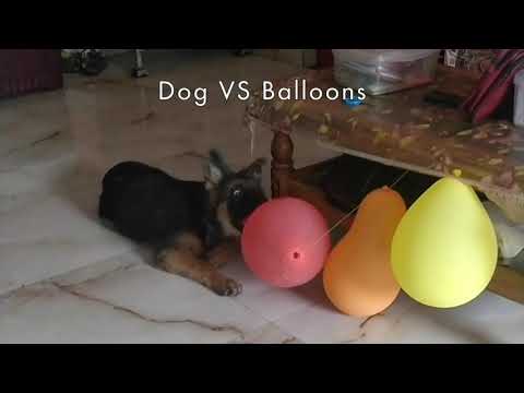 After My Birthday - Dog VS Balloons - Funny - German Shepherd