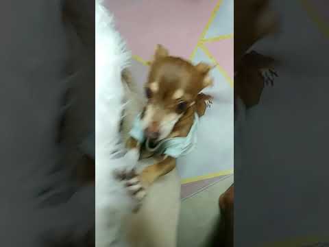suzy #short #dog