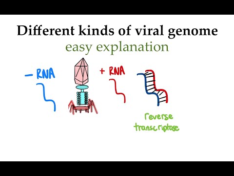 Different viral genome (+/-) RNA explained (#5)