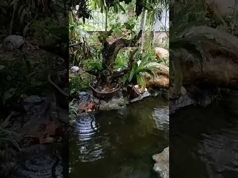 The Sound of Rain by the Fish Stream – Gentle and Peaceful