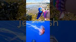 Learn at the Harbour | Sea Animal Names for Kids: Jellyfish Shark Horseshoe Crab Hammerhead Shrimp