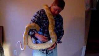 Purple Reticulated Python Growth Rate