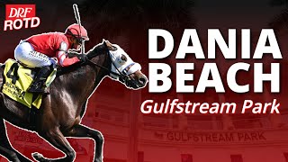 Dania Beach Stakes Preview at Gulfstream Park | DRF Thursday ROTD