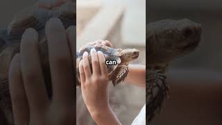 Tortoise Adventures  Slow and Steady!#TortoiseMindset#slowandsteady #consistencyiskey