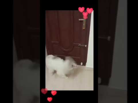 Casper #love #waiting_love_status #cuteness_overload #shorts #shortsfeed #trending #viral