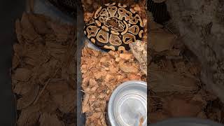 Second ball python clutch of the season #ballpython #snake #reptiles #royalpython