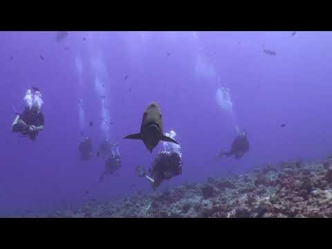 Diving Palau
