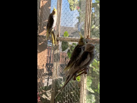 Cockatiels v. parakeets meeting time
