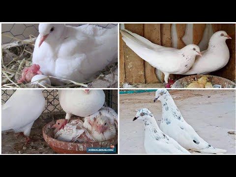 Pigeon farm || Fancy pigeon loft - Breeding fancy pigeon || Pigeon growth 1 To 36 Day hatching eggs