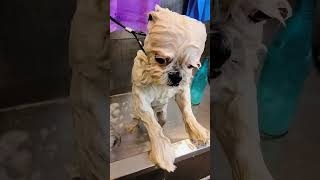soo cute ☺️🥰 #artist #dog #dog_features