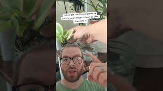 Why you SHOULD water your plants from the BOTTOM #stem #science #plants #reaction #learning