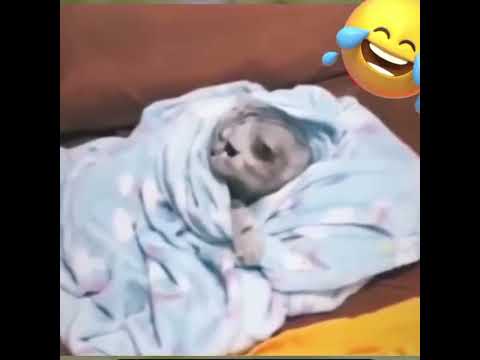 Cutest Reaction 😴🐾#SnappyWorld#Shorts #FunnyCats#CuteCats#Cat#Meo#viral#funny#SleepyCat #CatReaction