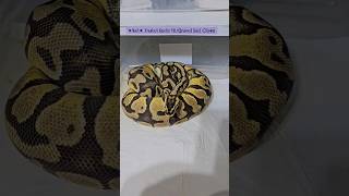 Pastel Enchi Gravel Hurricane Clown🤞#exotics #pet #animals #ballpython #pythonregius #morphs #pets