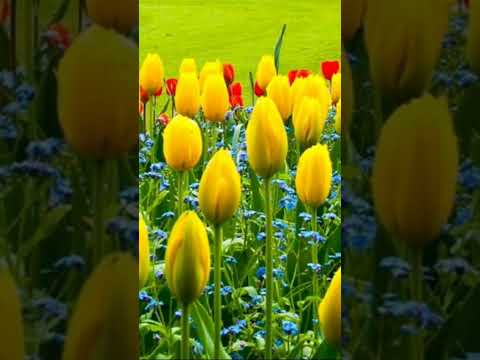 #chupkese#lagjagale#nomusicsong#femaleversion#nomusicmelodysong