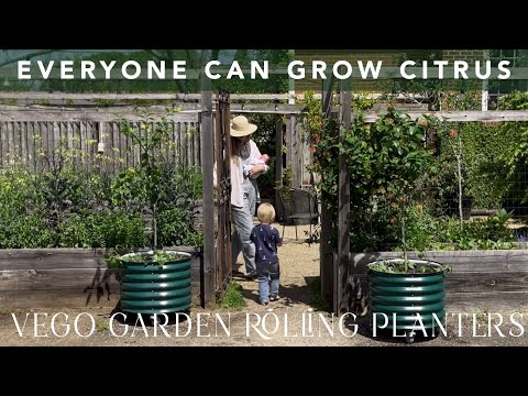 Citrus for Everyone: Rolling Lemon Tree Planters with Vego Garden