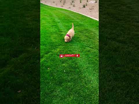 Fluffy Puppy in Slow Mo-AZ Goldendoodle #viral #shorts #slowmo #dog