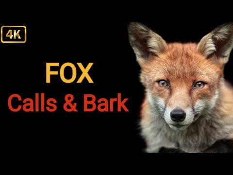 Fox Sound Effect in Best Quality