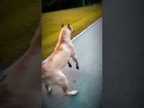 The Lion Dog #youtubeshorts #doglife #presacanario