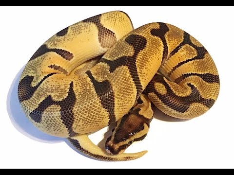 Ball Python Unboxing:  0.1 Orange Dream Enchi Burst