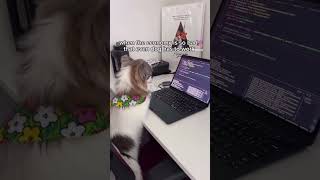 #devlife #tech #programmingmemes #programminghumour #programmer