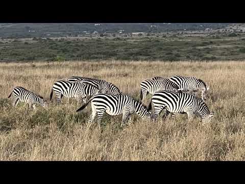 We Can't Believe in our Kenya Safari I Alfin and Alna
